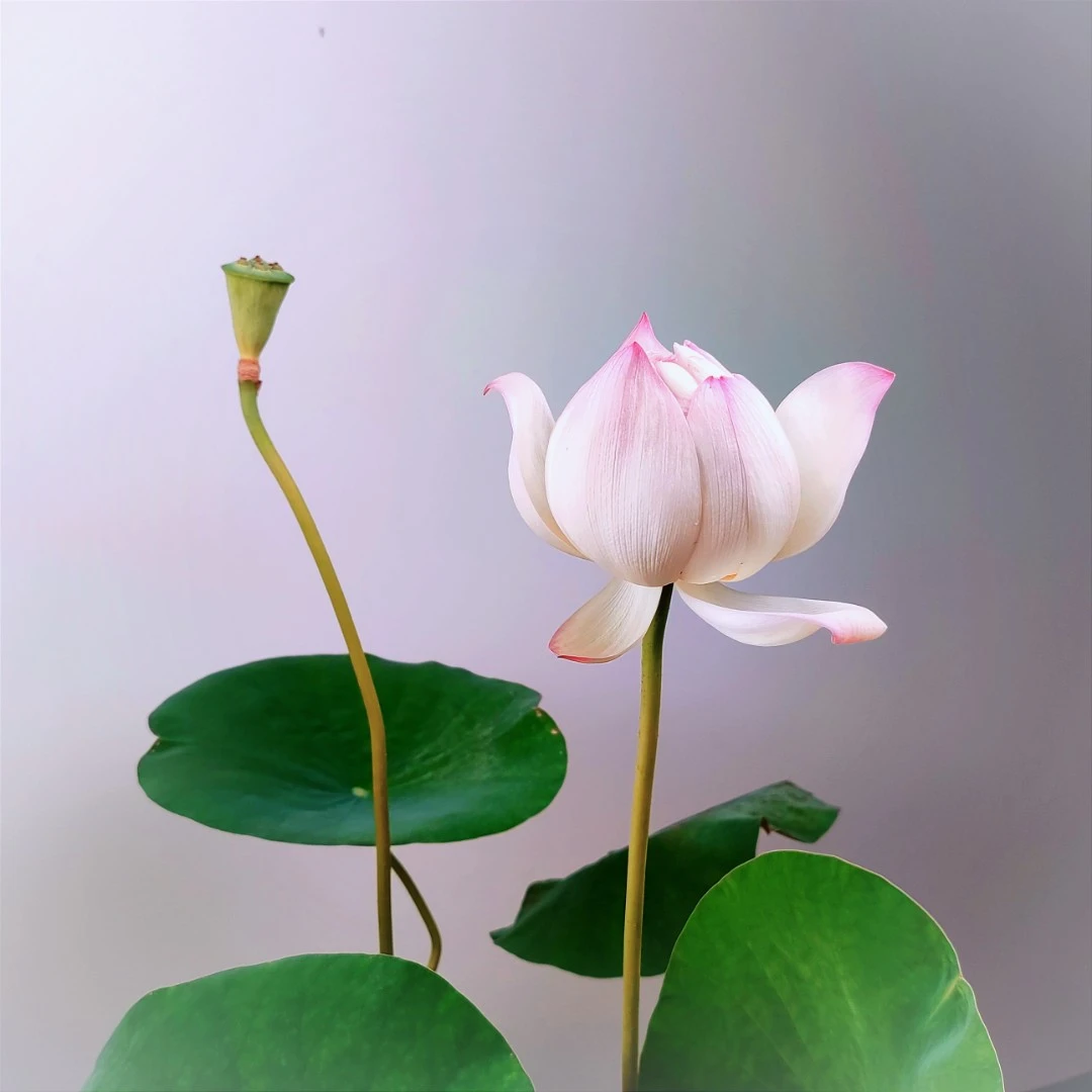 碗莲观赏荷花阳台窗台庭院水生花卉藕/苗【多品种可选】