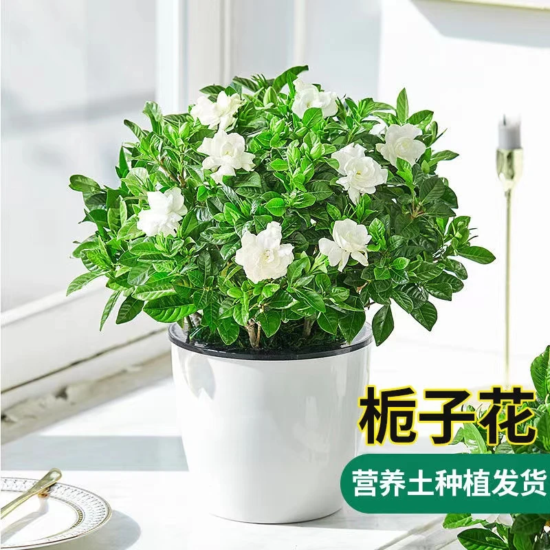 小叶栀子花带花苞室内盆栽客厅办公室阳台绿植四季开花除甲醛好养