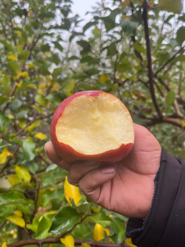 没有套袋的丑苹果