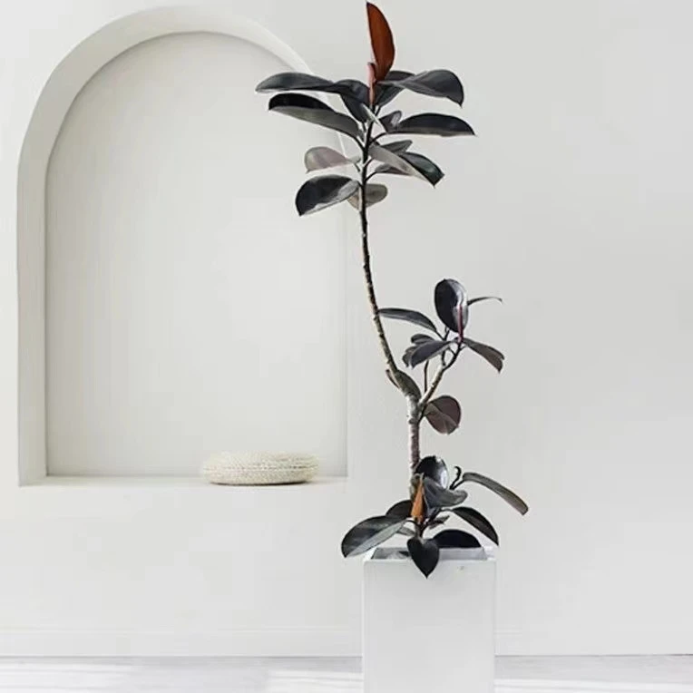 黑金刚橡皮树大型盆栽植物北欧网红造型室内客厅大型植物净化空气