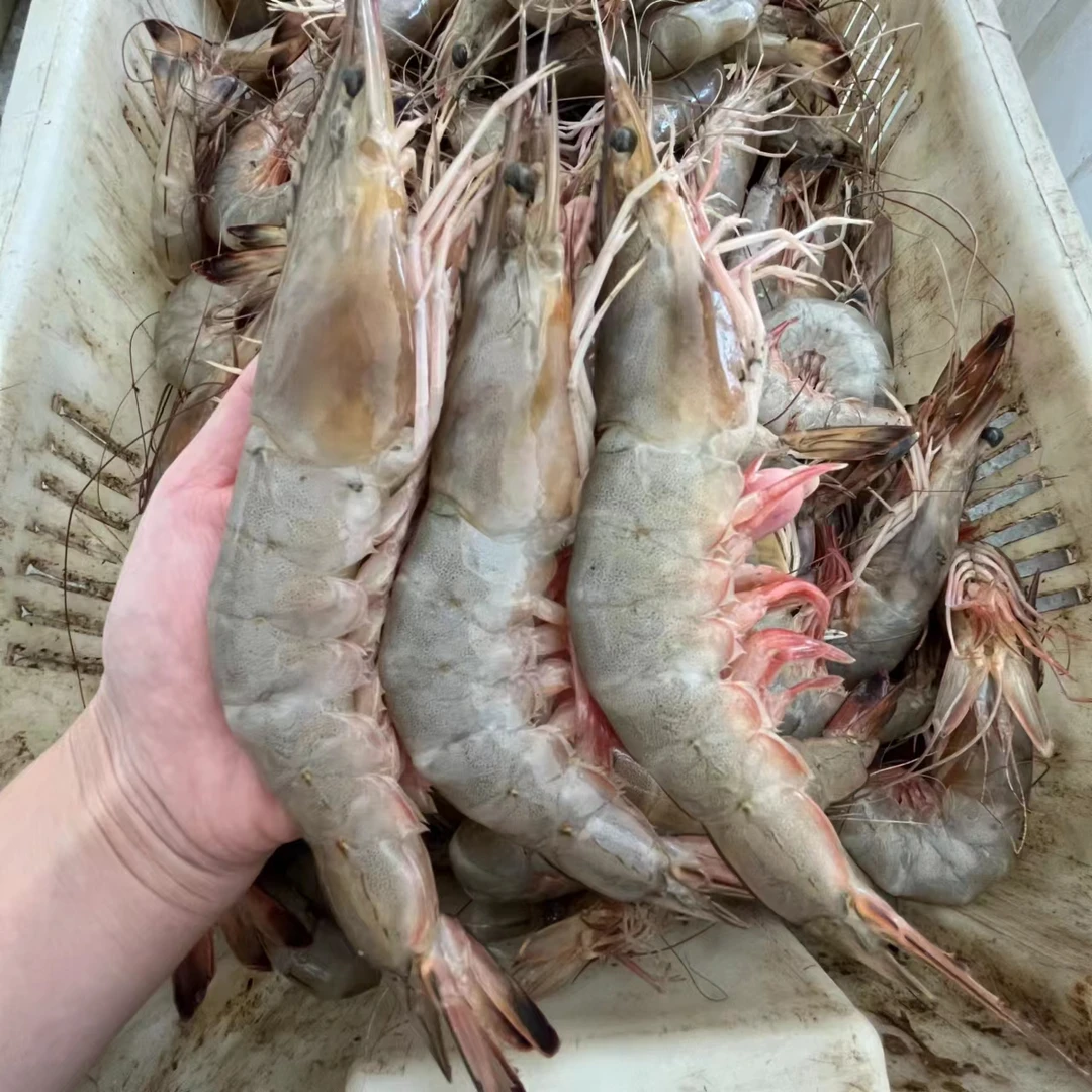 特特大4个头 野生黄渤海大对虾（四只就能称1斤）码头直发