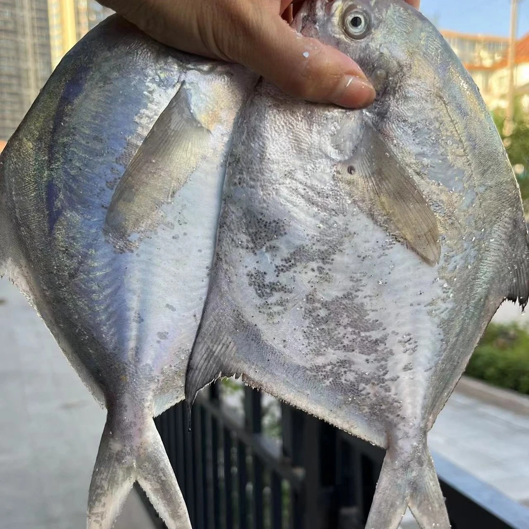 新鲜银鲳鱼/黄渤海深海捕捞 卸船当天速冻锁鲜