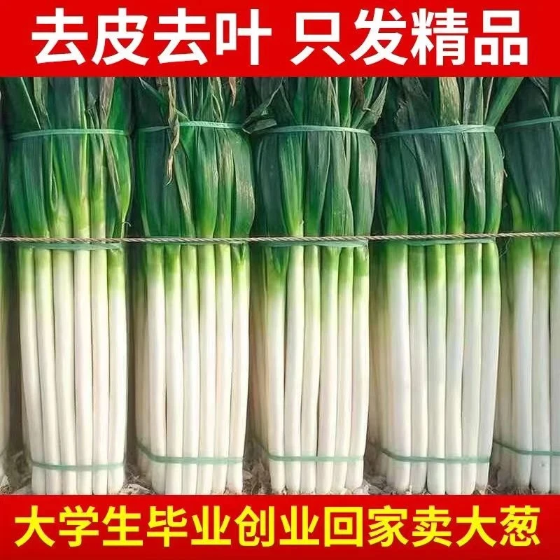 山东铁杆大葱农家自种大葱蘸酱现挖1/3/5斤大葱农产品去叶大葱