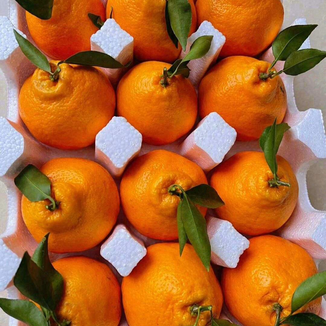 【现摘】正宗四川春见耙耙柑新鲜水果5斤8斤爆汁爆甜网红柑橘耙耙柑