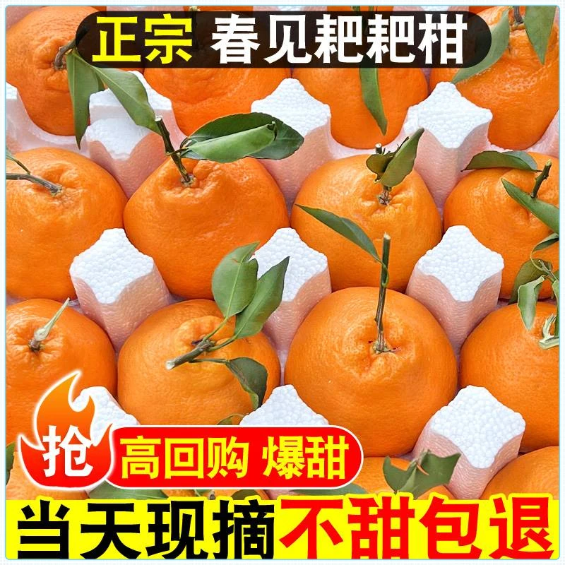 [产地直发]正宗四川春见耙耙柑橘子2/8斤新鲜水果当季耙耙柑丑橘