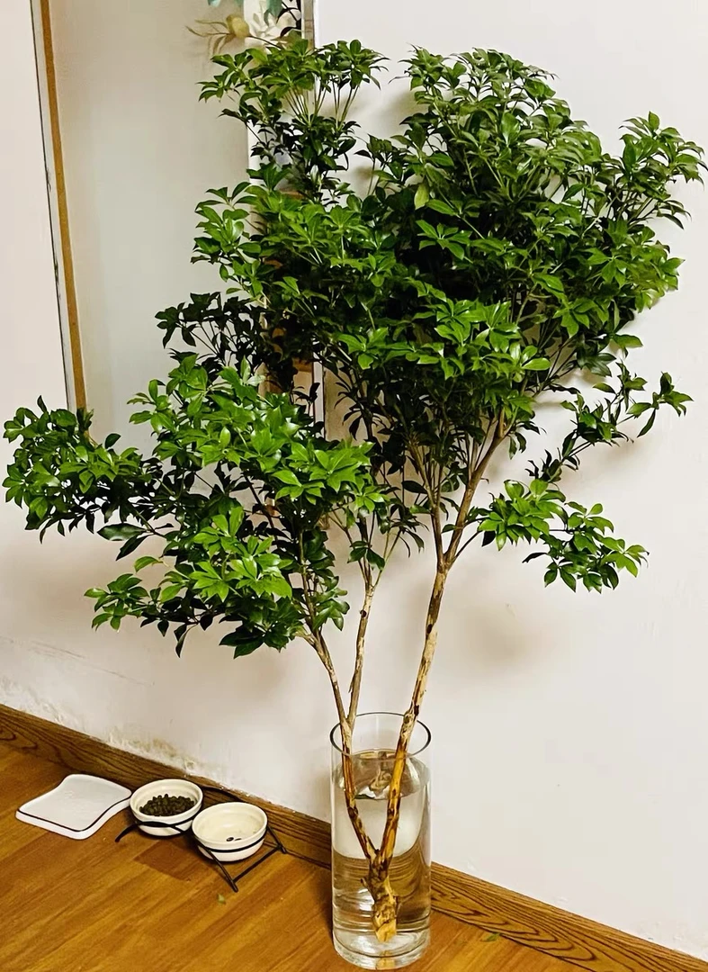 进口马醉木懒人水培绿植鲜切好看好养护水培期长 顺丰空运次日达