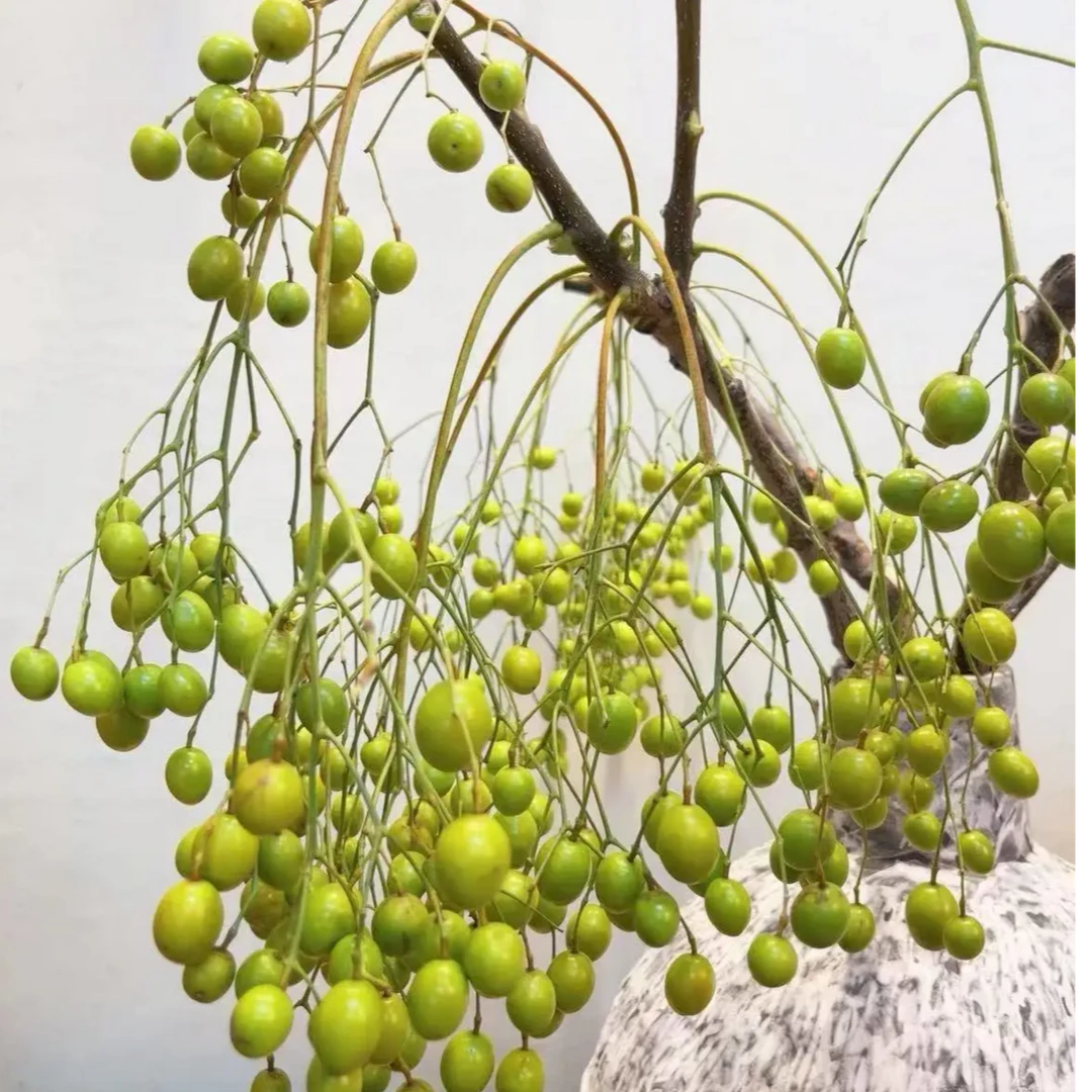 垂丝黄金果秋季氛围果实花材