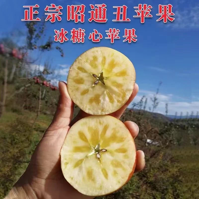 云南高原自家种高山苹果现摘现发2/5/10斤包邮