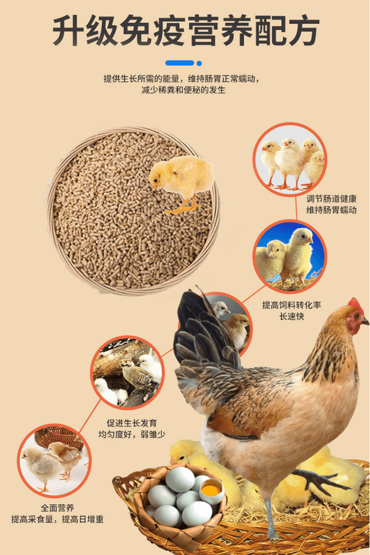 巨型九斤红饲料好喂养高品质通用厂家直发