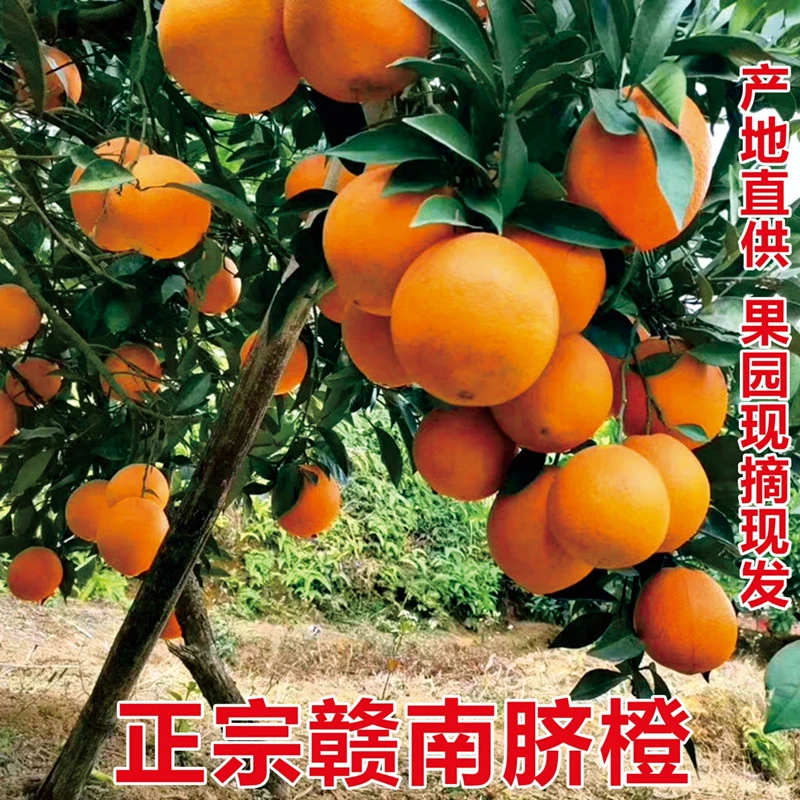 江西正宗赣南脐橙赣州定南产地直发果园现摘现发新鲜多汁10斤包邮