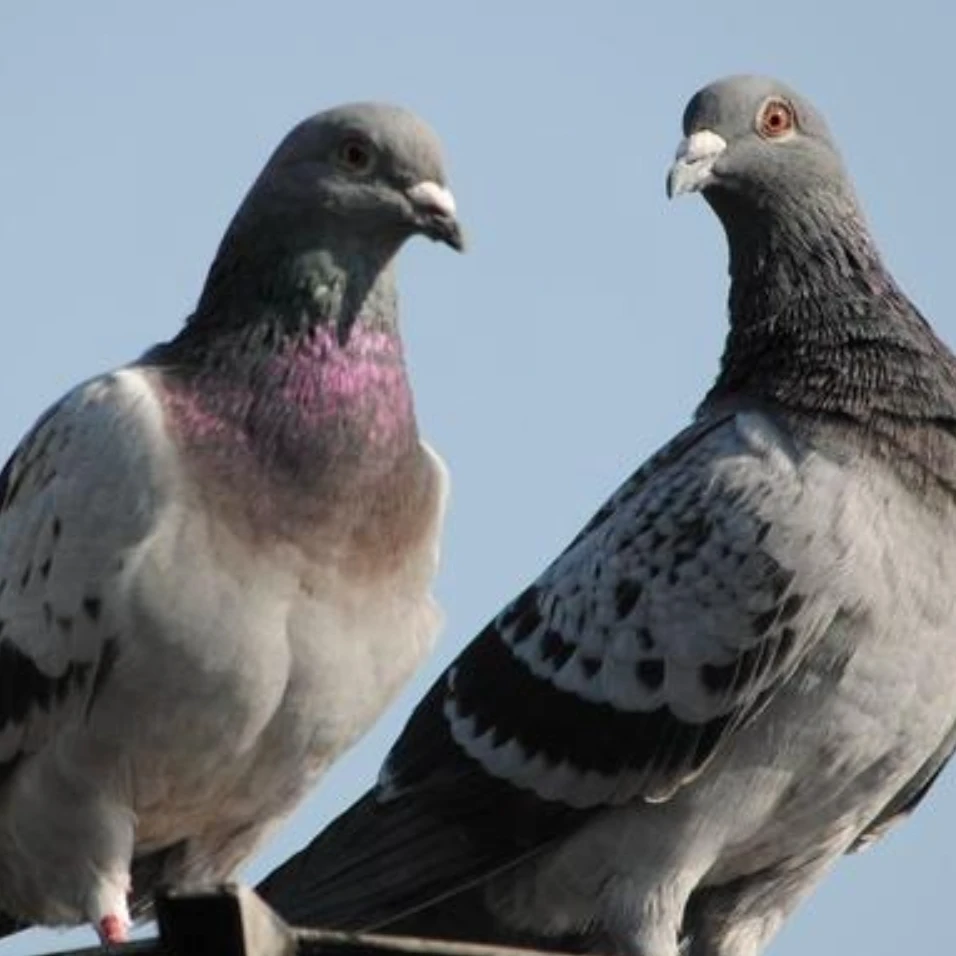 农村散养老鸽子1斤左右（1-2只）