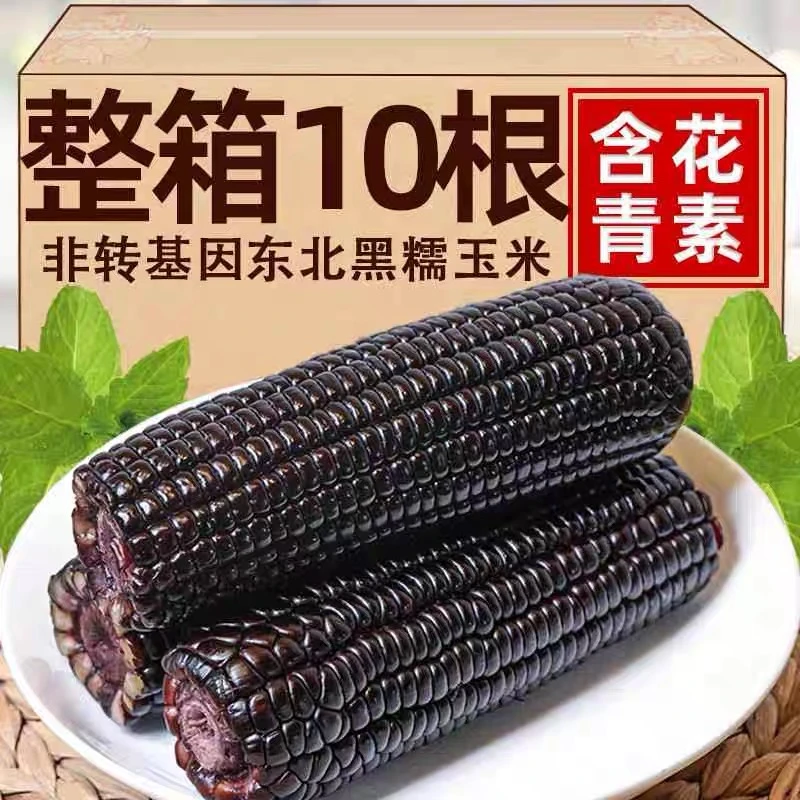 【试吃2根】东北新鲜采摘一等黑糯玉米250g以上*拍8送2支5.5-6斤装