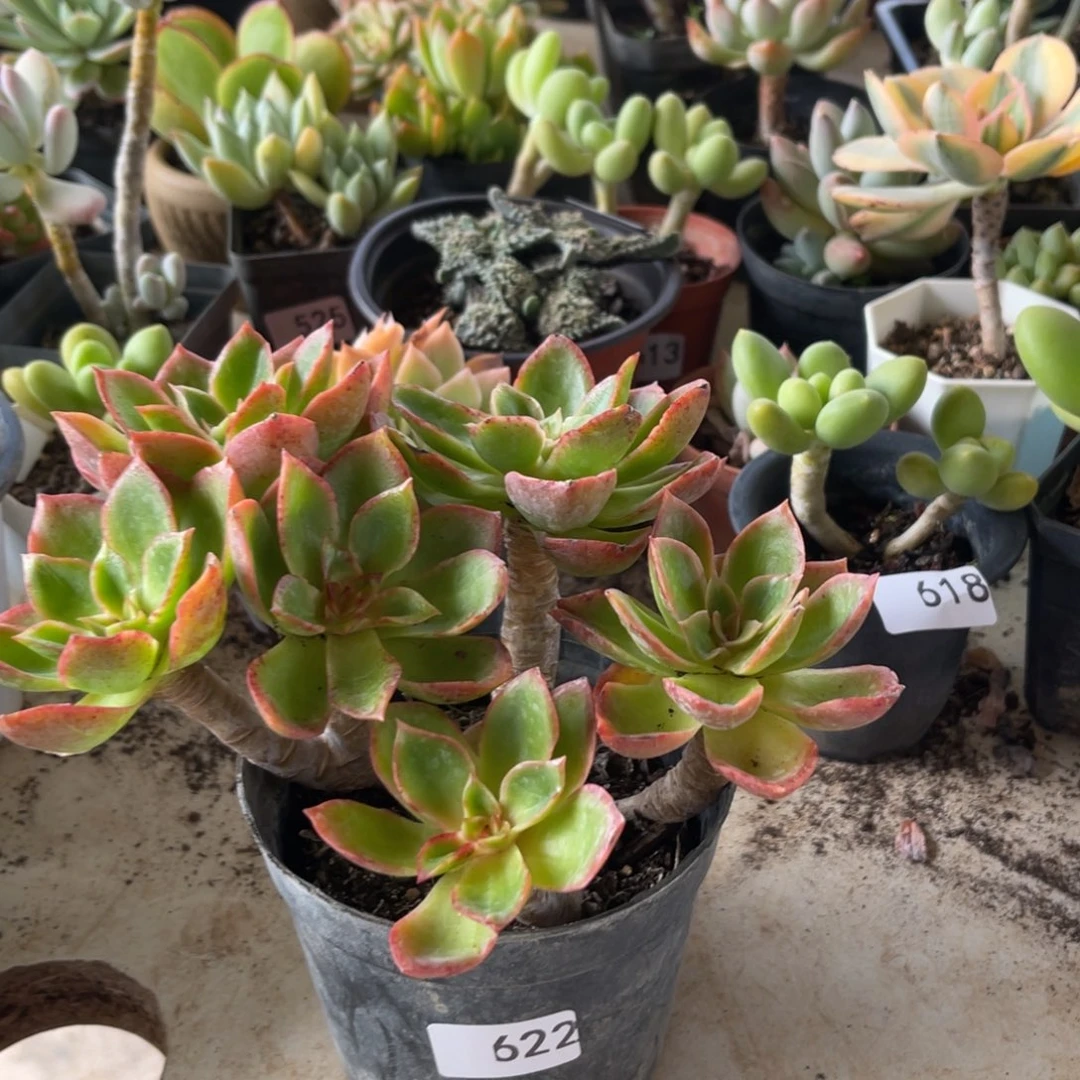 酒红。   622。  111111111