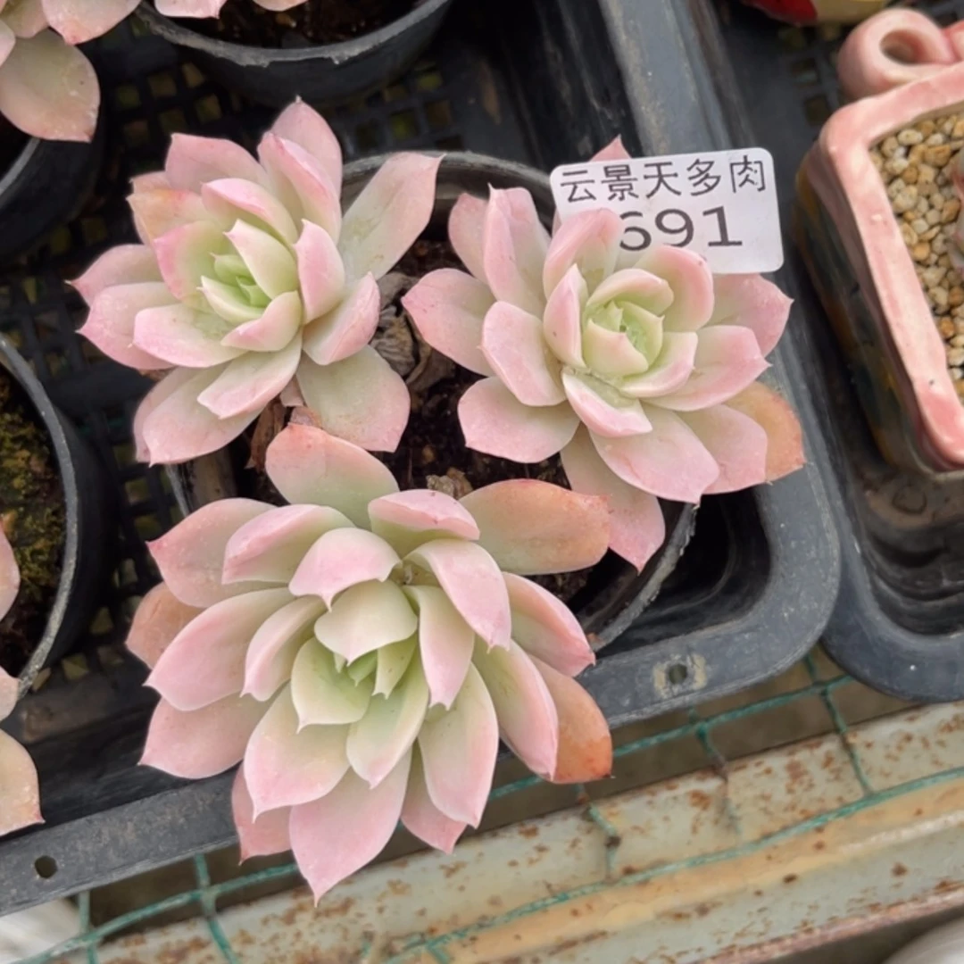 【闪购商品】691。