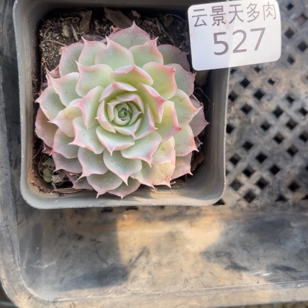 【闪购商品】527。