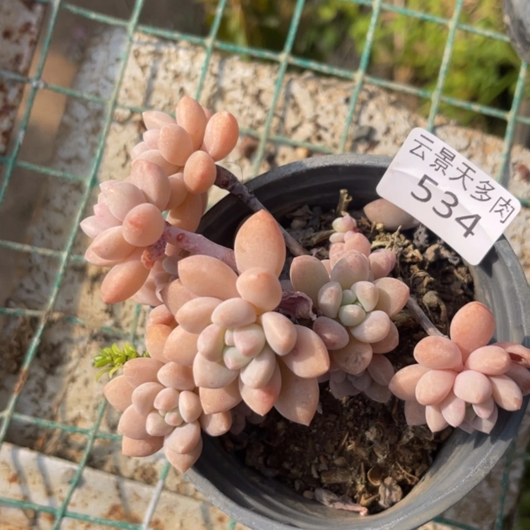 【闪购商品】534。