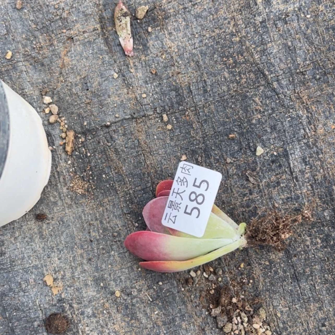 【闪购商品】585。