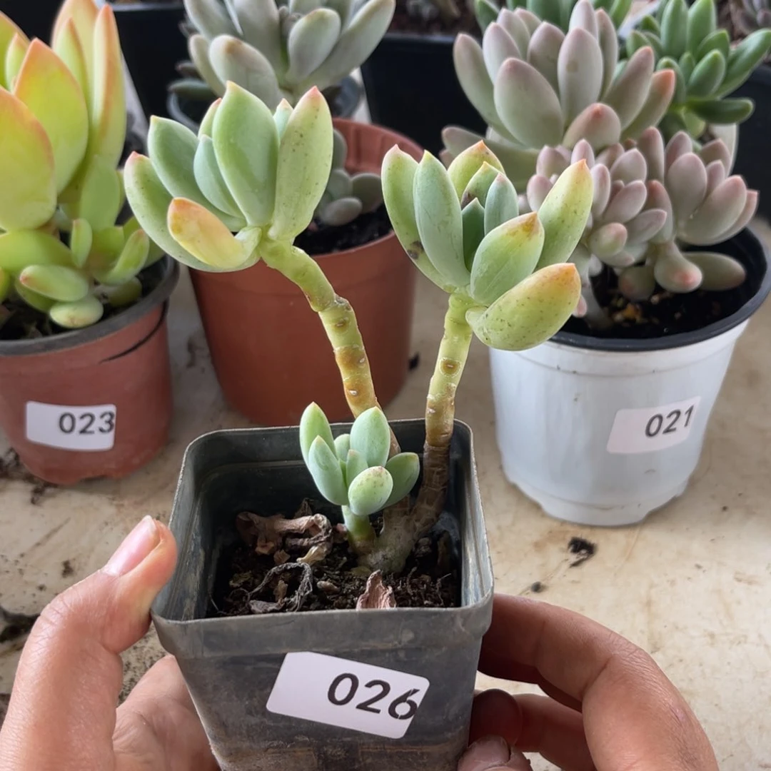 清新美人。  026。  1111111