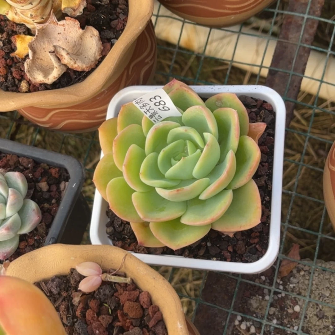 【闪购商品】683。