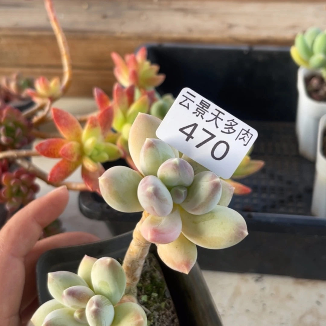 【闪购商品】470。