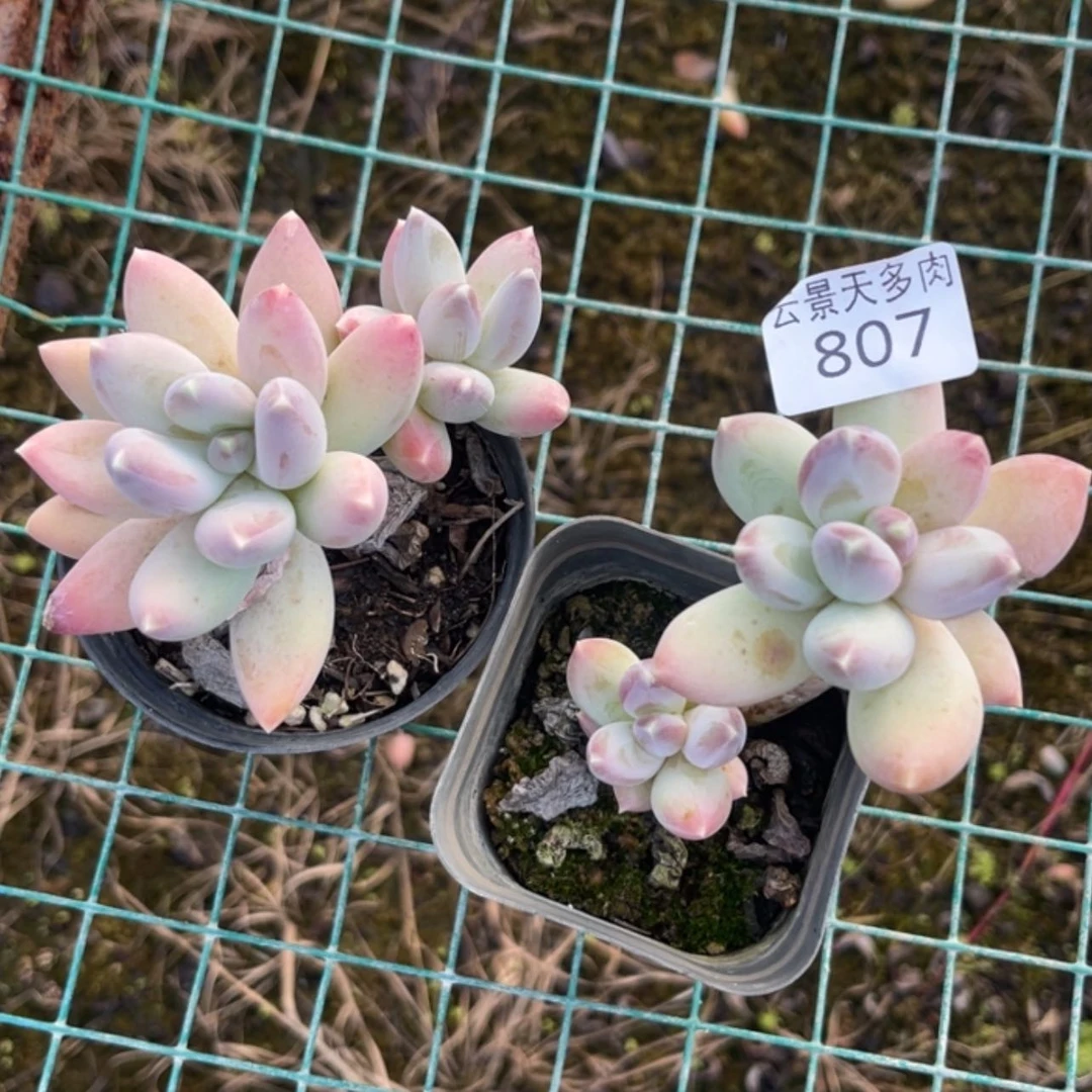【闪购商品】807。