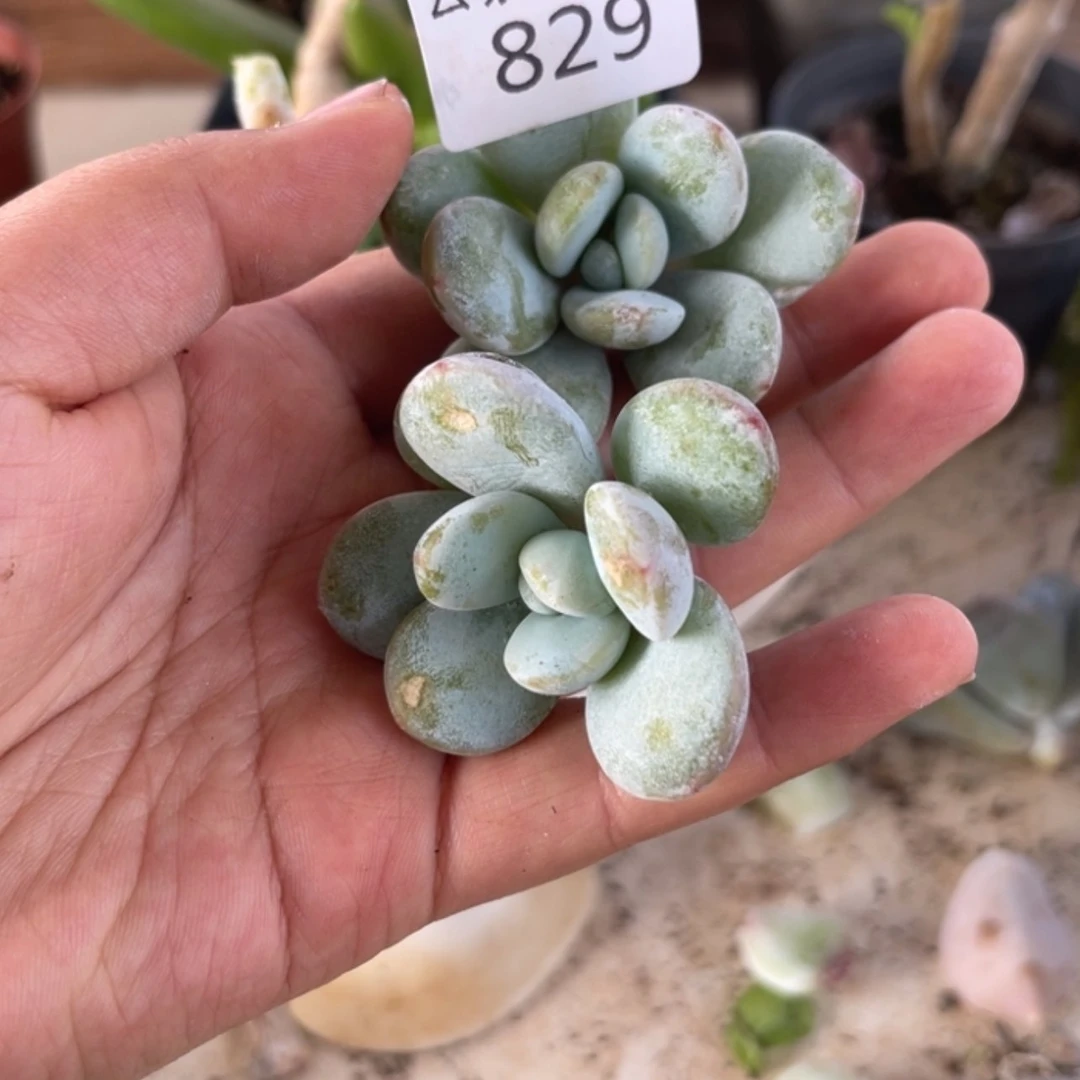 【闪购商品】829。