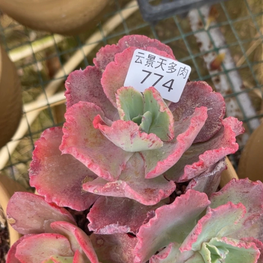 【闪购商品】774。