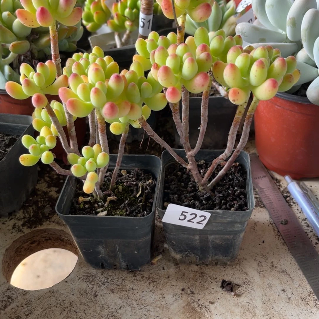 指***?乙女心。 522。   1111111