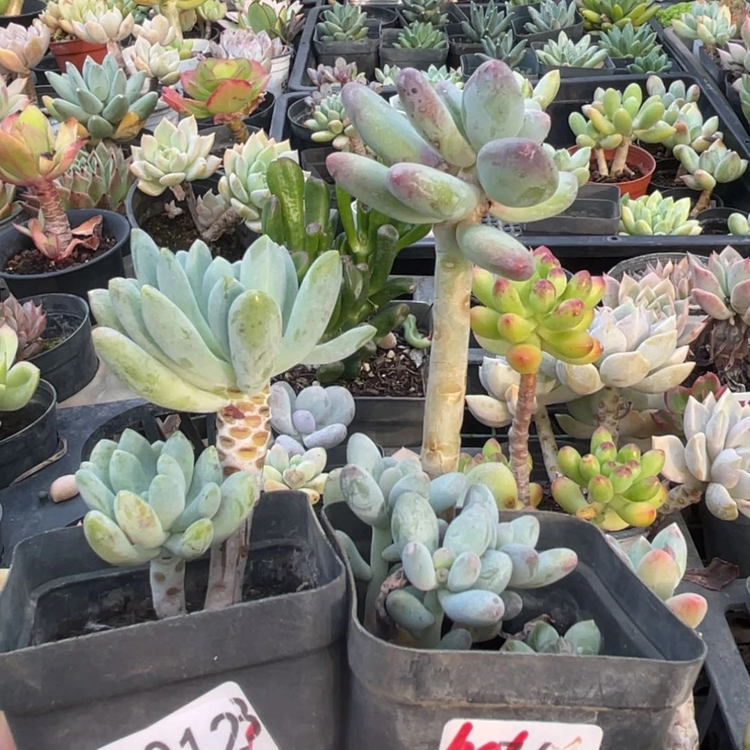 b****d012。  11111111111