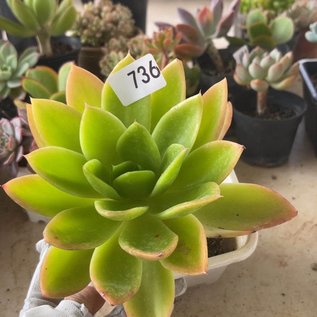 腾云。   736。   111111111