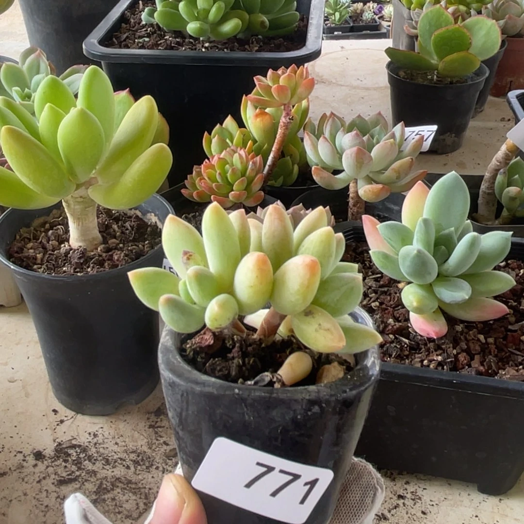 771。  厚叶草。  11111111