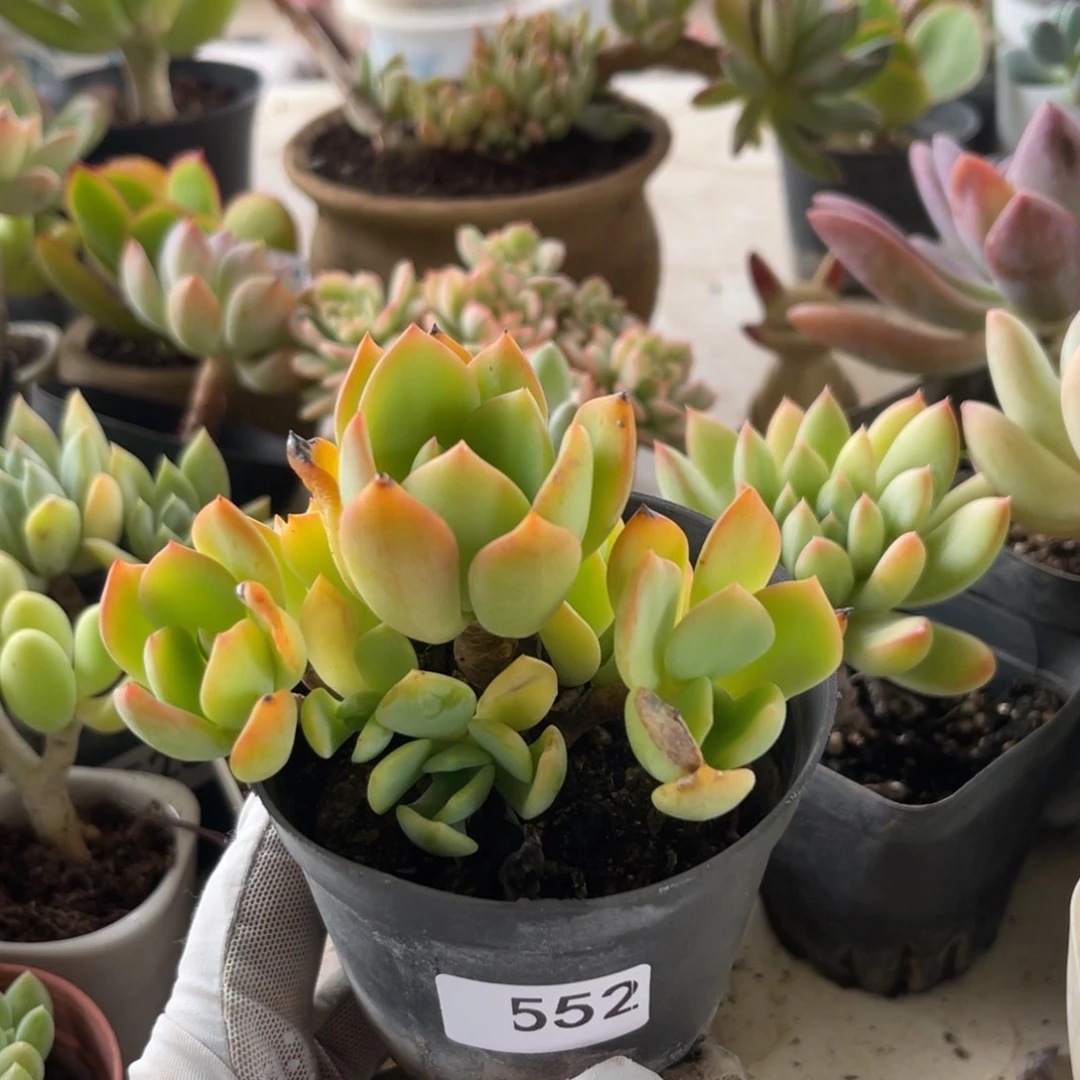 甜橙。   552。  1111111111