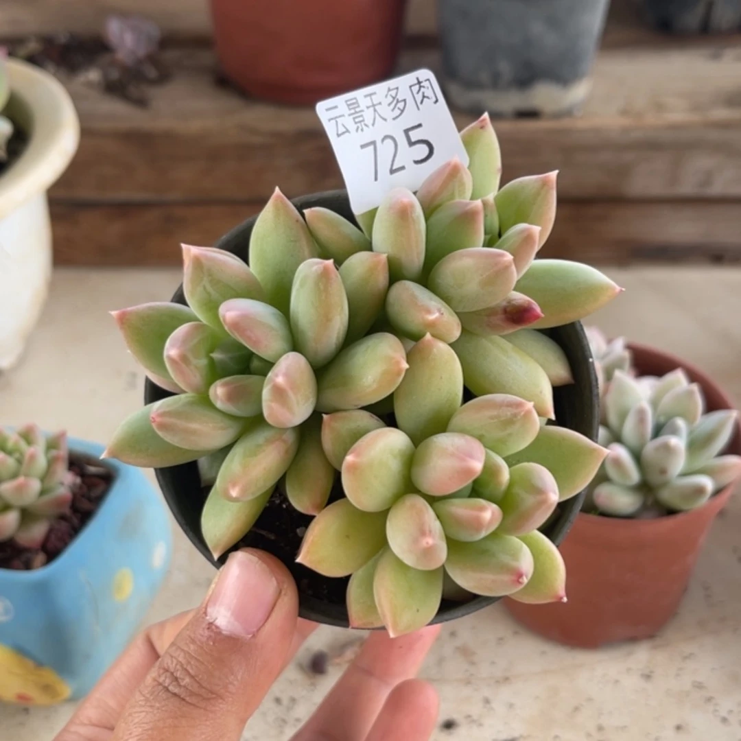 【闪购商品】725。