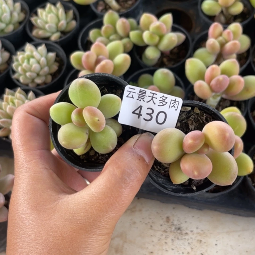 【闪购商品】430。
