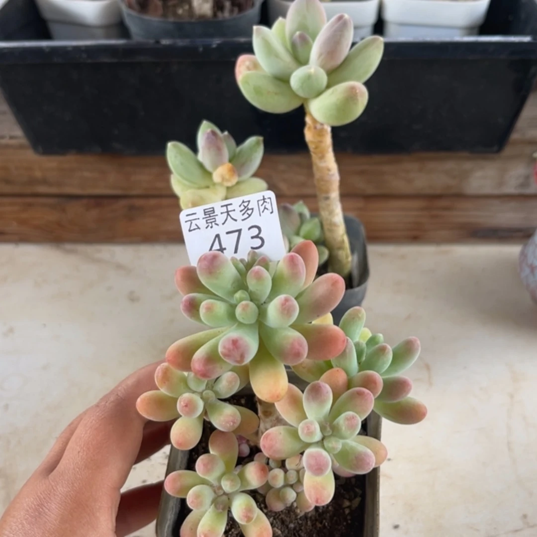 【闪购商品】水*.473