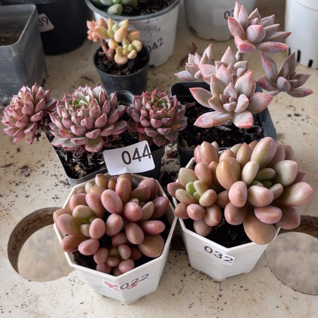 ?****ɞ044。   1111111111