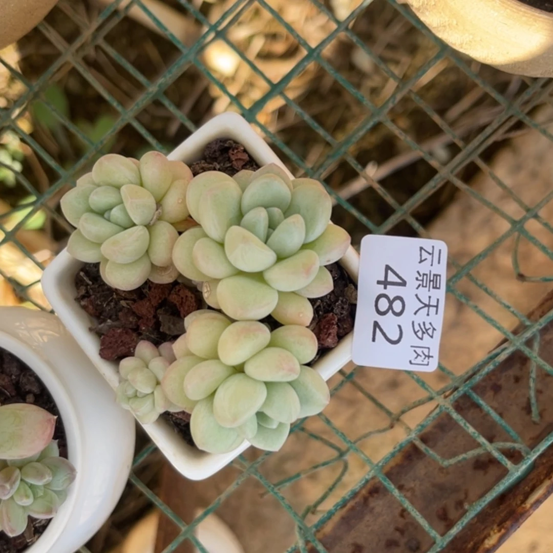 【闪购商品】482。