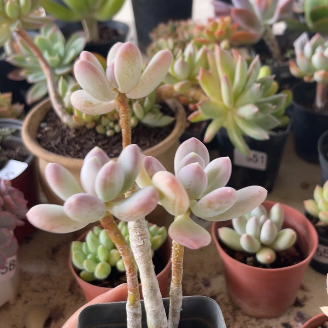 梅*634。  稻田姬。  11111111