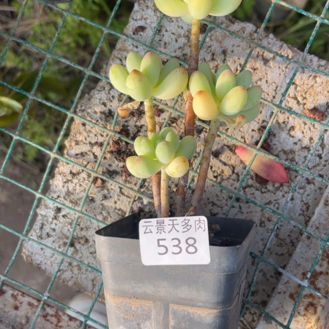 【闪购商品】538。