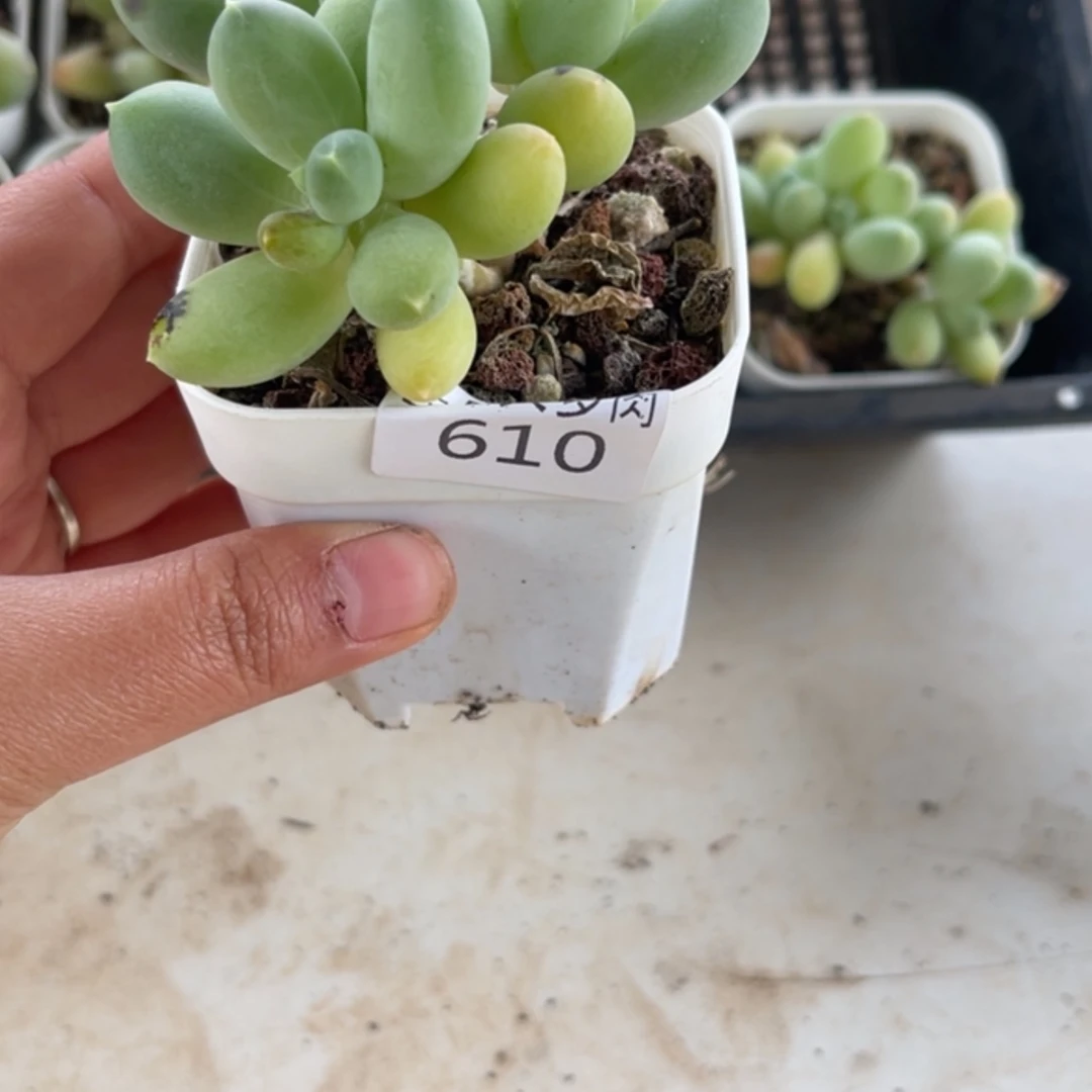 【闪购商品】610。