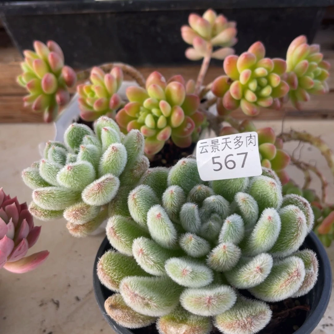 【闪购商品】567。