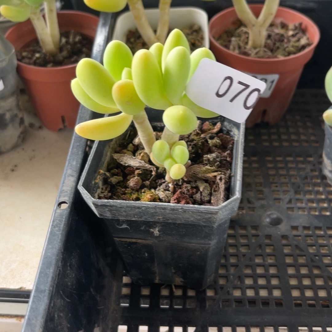 无***蛋芒果。 070。   11111111