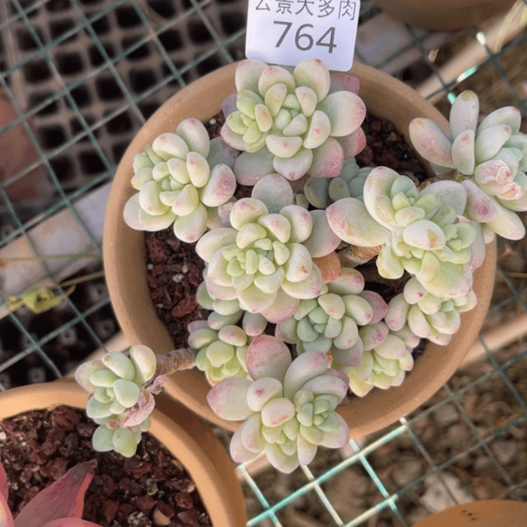 【闪购商品】764。