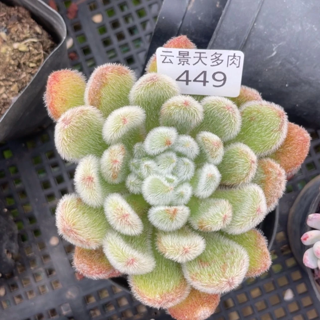 【闪购商品】449。