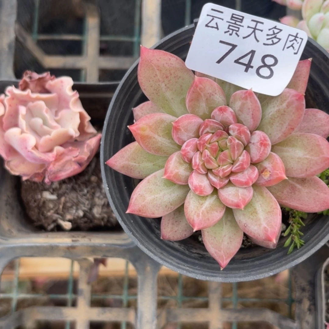 【闪购商品】748。