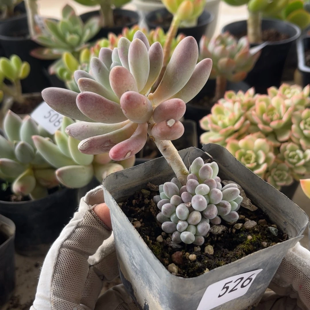 芊芊美人。  526。  11111111