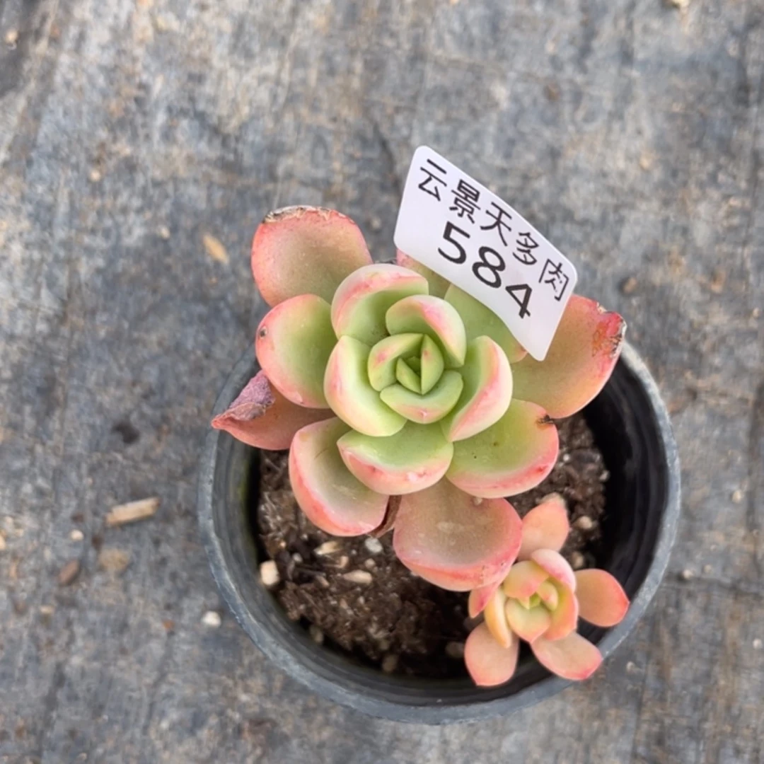 【闪购商品】584。
