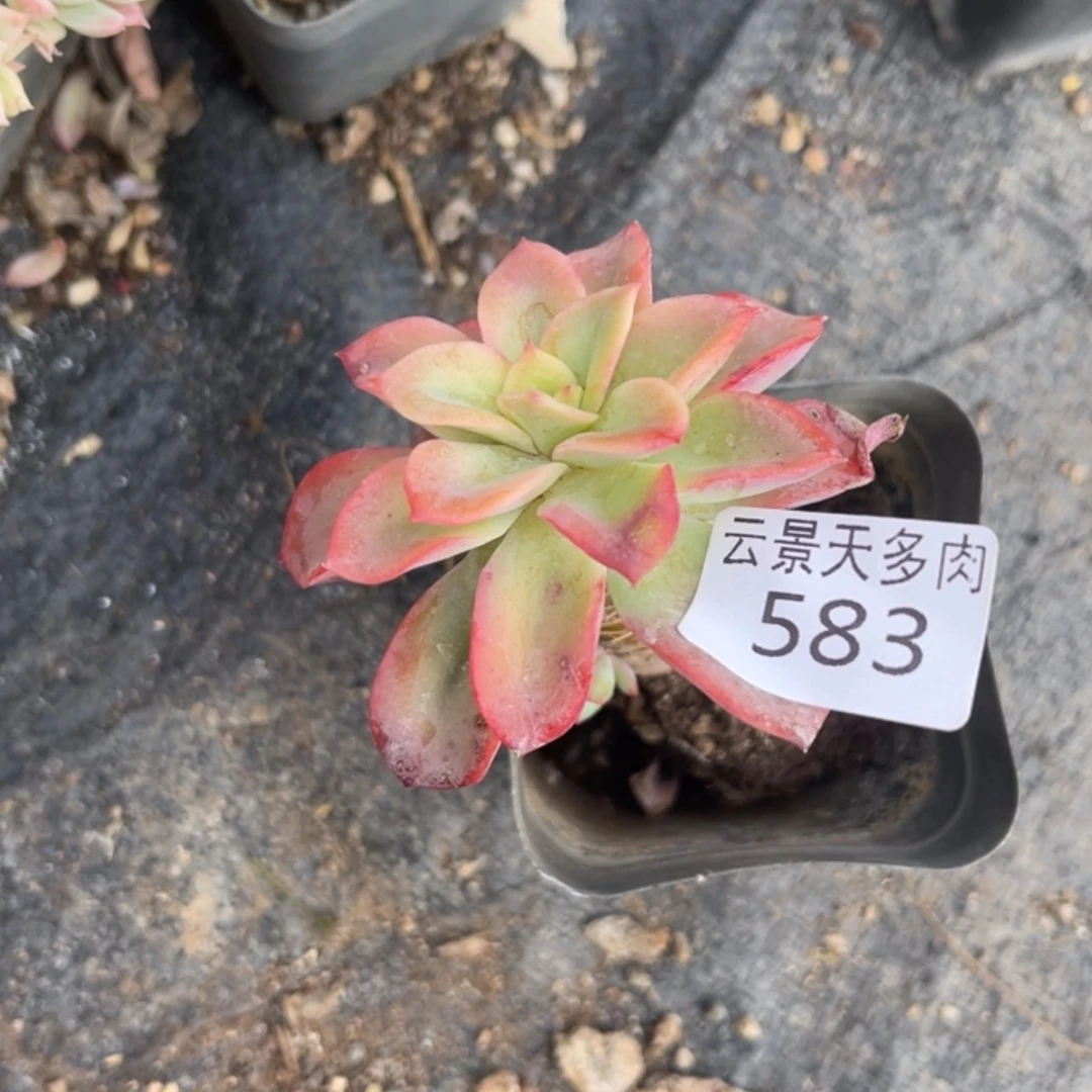 【闪购商品】西*583。