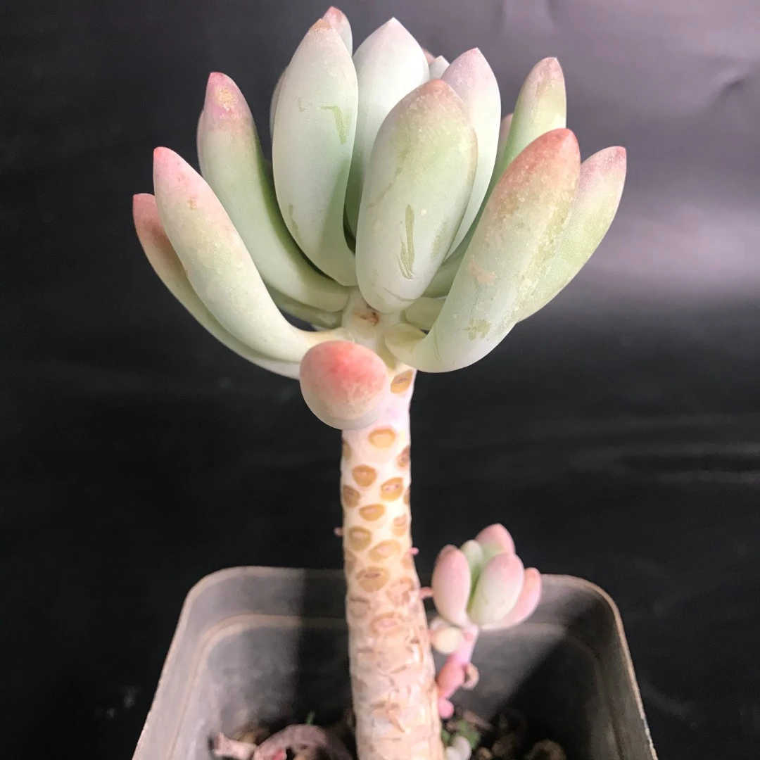 云景天 多肉初灯美人新品 美观多肉植物 简单易栽培 全店满18包邮