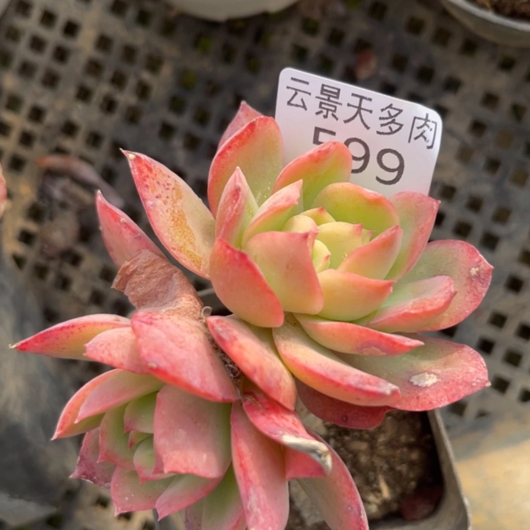 【闪购商品】599。